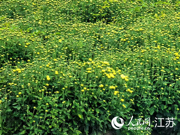 “菊海”铺富路 邮储润“菊乡”